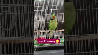 Parrot Sounds For Birds birds parrotsound ringneckparrot shorts ParrotReels [upl. by Urion]