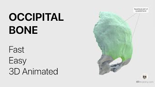 Occipital Bone  Fast and Easy Animated in 3D [upl. by Arodaeht]