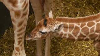 Giraffødsel i Ree Park  Ebeltoft Safari [upl. by Attebasile973]