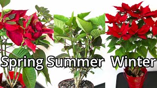 Poinsettia Care Throughout The Year [upl. by Moraj816]