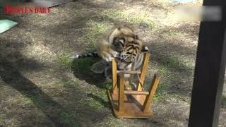 Meet the 1monthold Siberian tiger cubs at the Heilongjiang Siberia Tiger Park [upl. by Stockton778]