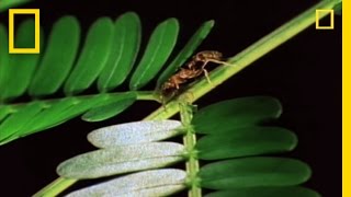 Amazing Symbiosis Ant Army Defends Tree  National Geographic [upl. by Aniteb]