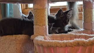 Maine Coon babies hanging out in the morning [upl. by Neehcas]