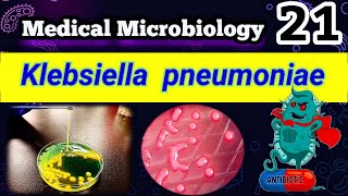 Klebsiella pneumoniae شرح بالعربي Difference between E coli and Klebsiella [upl. by Dione]