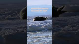 Weddell Seal Napping on floating sea ice [upl. by Sirdna]