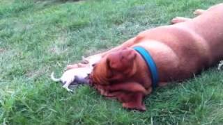 Dogue de Bordeaux et son pote le chihuahua [upl. by Mellins]