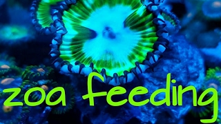 Feeding cycodeleic palythoa grandis our zoa feast and krill ampcopepods pellets foods [upl. by Zamora]