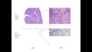 Regulating immune activation by necrotic cells [upl. by Ahsinan912]