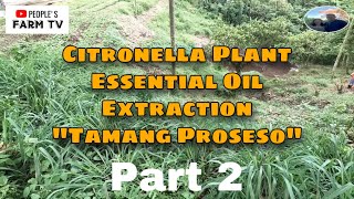 VLOG 16 Integrated farming  Citronella Plant Part 2 Tamang proseso sa pag extract ng essential oil [upl. by Zacharie104]