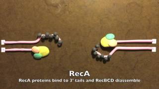 Homologous Recombination in Prokaryotes [upl. by Vinita]