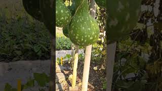 Spectacular bottle gourd bottlegourd gourd calabashgourd [upl. by Aicile]