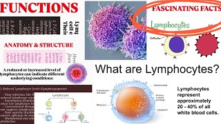 LymphocytesStructureFunctionslow amp Increased Levels of LymphocytesFascinating Facts lymphocytes [upl. by Enneiluj]