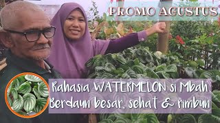 TIPS PEPEROMIA WATERMELON BERDAUN BESAR DAN RIMBUN  TIPS amp PROMO  RA PLANT [upl. by Yelkreb53]