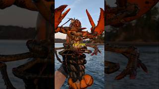 Lobsters A Creature with 2 Tales [upl. by Notecnirp]