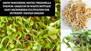 Grow Fenugreek Microgreen  Methi  Trigonella foenum graecum in Waste Bottles [upl. by Airretal]