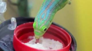 Phelsuma Guimbeaui [upl. by Chelton]