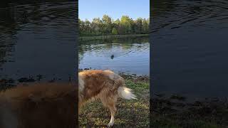 Lab fetching in the lake 10102024 [upl. by Hanikehs]