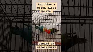 Par blue x green olive opline pair for sale in cheap price contact no 03005105847 love топ birds [upl. by Htinek]