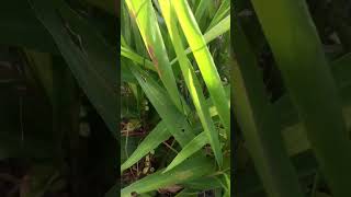 Elaichi plantlikeandsubscribe everythinggardening nature [upl. by Negam]