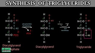 Triglyceride Synthesis  Triacylglycerol Synthesis  TAG Synthesis  Part 2 [upl. by Aitahs]