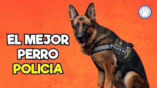 Perros POLICIA Las Razas MAS Valientes y Eficientes🐕👮 [upl. by Siari]