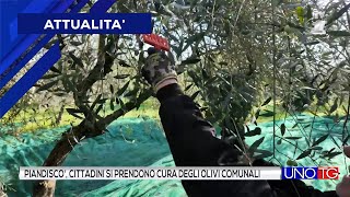 Castelfranco Piandiscò cittadini si prendono cura degli olivi comunali [upl. by Bendick690]