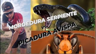 Que hacer Mordedurda de SERPIENTE vs Picadura de AVISPA [upl. by Aisya805]