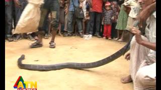 ATN News quotJole Jongolequot King Cobra [upl. by Ylla]