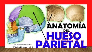 🥇 HUESO PARIETAL Anatomía Fácil Rápido y Sencillo [upl. by Ylagam370]