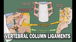 VERTEBRAL COLUMN ANATOMY 22  Ligaments and the Spinal Cord [upl. by Biebel]