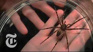 The Dark Fishing Spiders Deadly Mating Game  ScienceTake  The New York Times [upl. by Seuguh542]