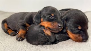 Dachshund puppies from 0 to 4 weeks old [upl. by Nyliahs]