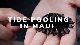 Exploring Tide Pools with a Marine Biologist in Maui Hawaii [upl. by Ailedua432]