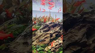 Planted 60cm aquarium shorts [upl. by Rayna37]