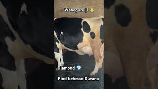 Narain dari farm vlog 🙏trending farmanimals dairyfarming milkacow animals animals [upl. by Soalokcin]