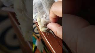 Preening my cute cockatiel cucus pin feathers 🪶 cockatiel cockatoos birds parrot viralshorts [upl. by Edwin]