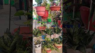 Super Air Purifier Snake Plants Growing In DIY Planters enjoygardening ecogardening [upl. by Ayota]