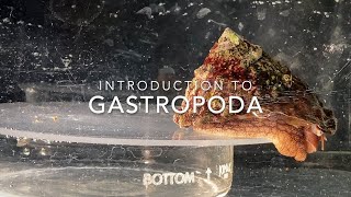 Introduction to Gastropoda [upl. by Mari]