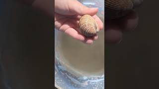 Busy Bivalves  Padre Island Life Shorts LearnwithUs STEAMfamilyfun Bivalve Clam [upl. by Nahraf925]