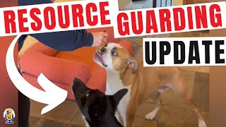 Dog and Puppy Resource Guarding Update with Susan Garrett [upl. by Darryn749]