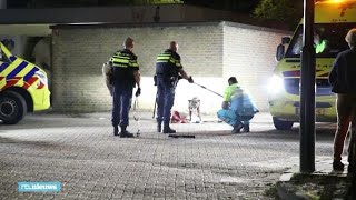 Trouwe hond laat niemand in de buurt van gewond baasje  RTL NIEUWS [upl. by Kehsihba616]