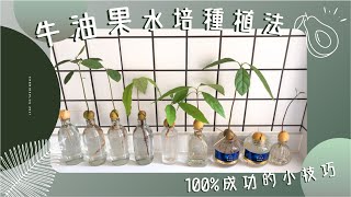 牛油果🥑酪梨 超簡單水培種植法💧｜手殘黨也能100成功的小技巧💡｜美化家居的牛油果小盆栽🪴｜能種出牛油果樹嗎？！🧐 [upl. by Adnohsar]