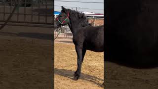 Best wild horses Mare revolutionising young foals future stallions Horses animals horse [upl. by Asiela]