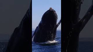 Humpback Whale jumping through your screen humpbackwhale nature [upl. by Chui]