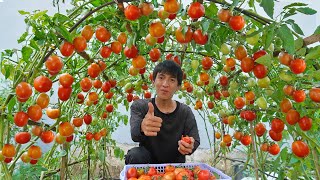 Wish I knew this method of growing tomatoes sooner Many large and succulent fruits [upl. by Solohcin556]