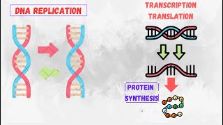 DNA Replication Transcription Translation amp Protein Synthesis  Complete Overview for Students [upl. by Jd934]