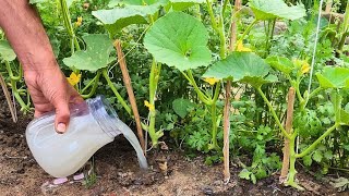 My Plants EXPLODED After This Homemade Fertilizer HUGE Harvest [upl. by Eidson]