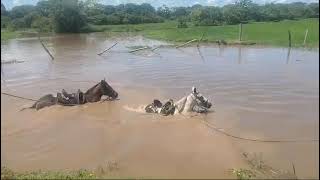 Caballos Nadando [upl. by Aleemaj]