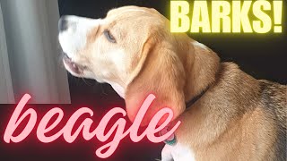 Cute Beagle Barks Loudly [upl. by Asikal]