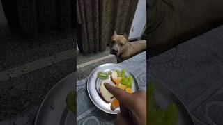 Bully👹 k sath bhi FAL🥝 SCAM hogya 🫨 amanandbully pitbulldog [upl. by Rizan662]